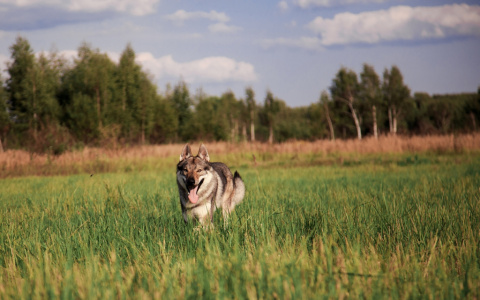 Стало известно, в каких районах Кировской области больше всего волков