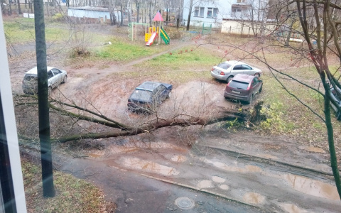 50 поваленных деревьев и три упавшие остановки: в кировской мэрии о последствиях непогоды