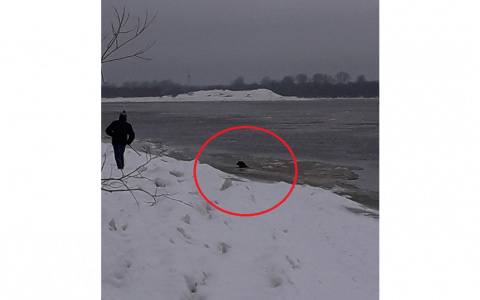 В Чепецке прохожие вытащили из ледяной реки тонущую собаку