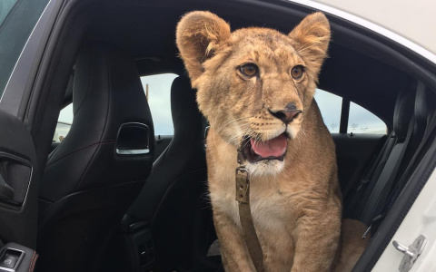 Из клетки в дом: житель Кстинино сделал львицу домашним животным