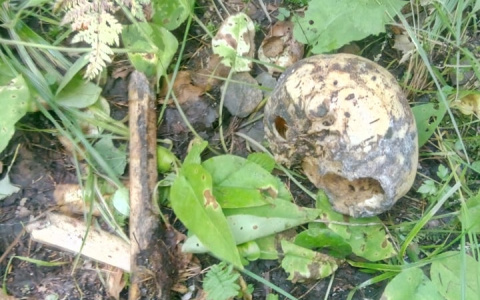 В Кировской области медведь задрал человека: в лесу найдены останки