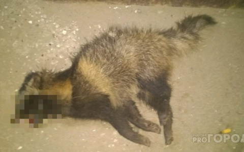 "Неизвестно, что случилось, но лежит труп": кировчанин обнаружил енота на улице Базовой
