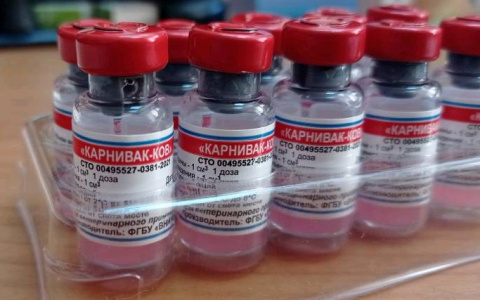 В Кировской области собакам и кошкам начали делать прививки от COVID-19