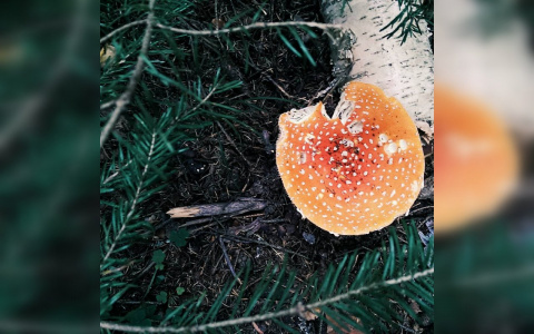 Тест для грибника: узнайте грибы по фото